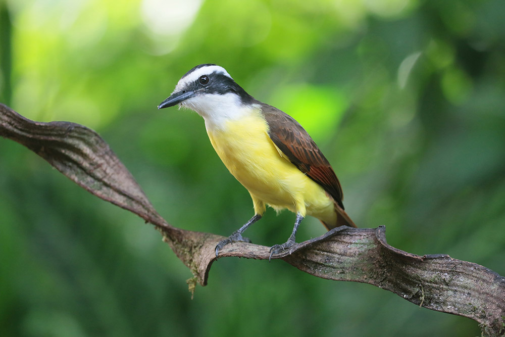 Great Kiskadee